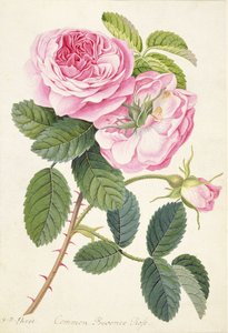 Rosa común de Provenza de Georg Dionysius Ehret